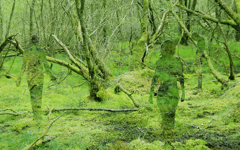 Зеркальные скульптуры в шотландском лесу